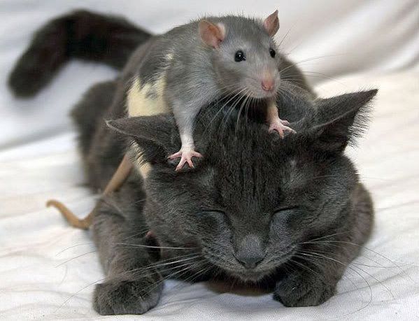 Игра на котка и мишка